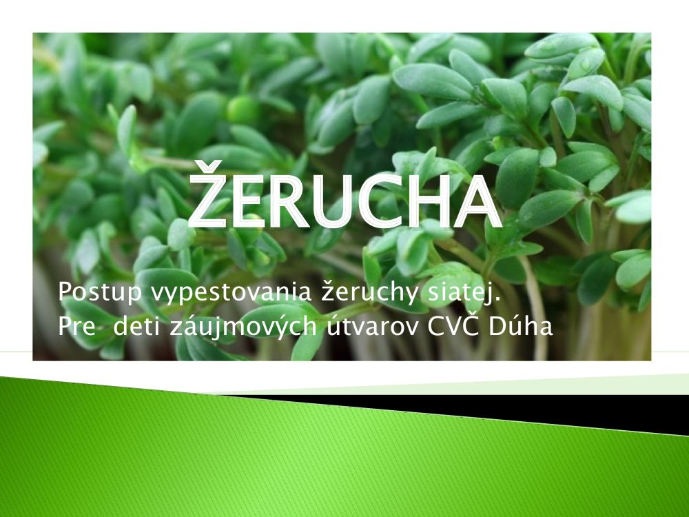 Žerucha